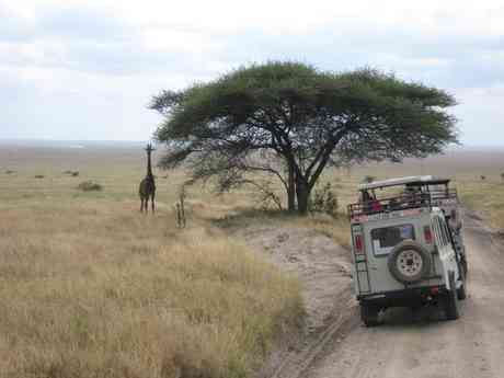 Affordable Tanzania Simba Safari